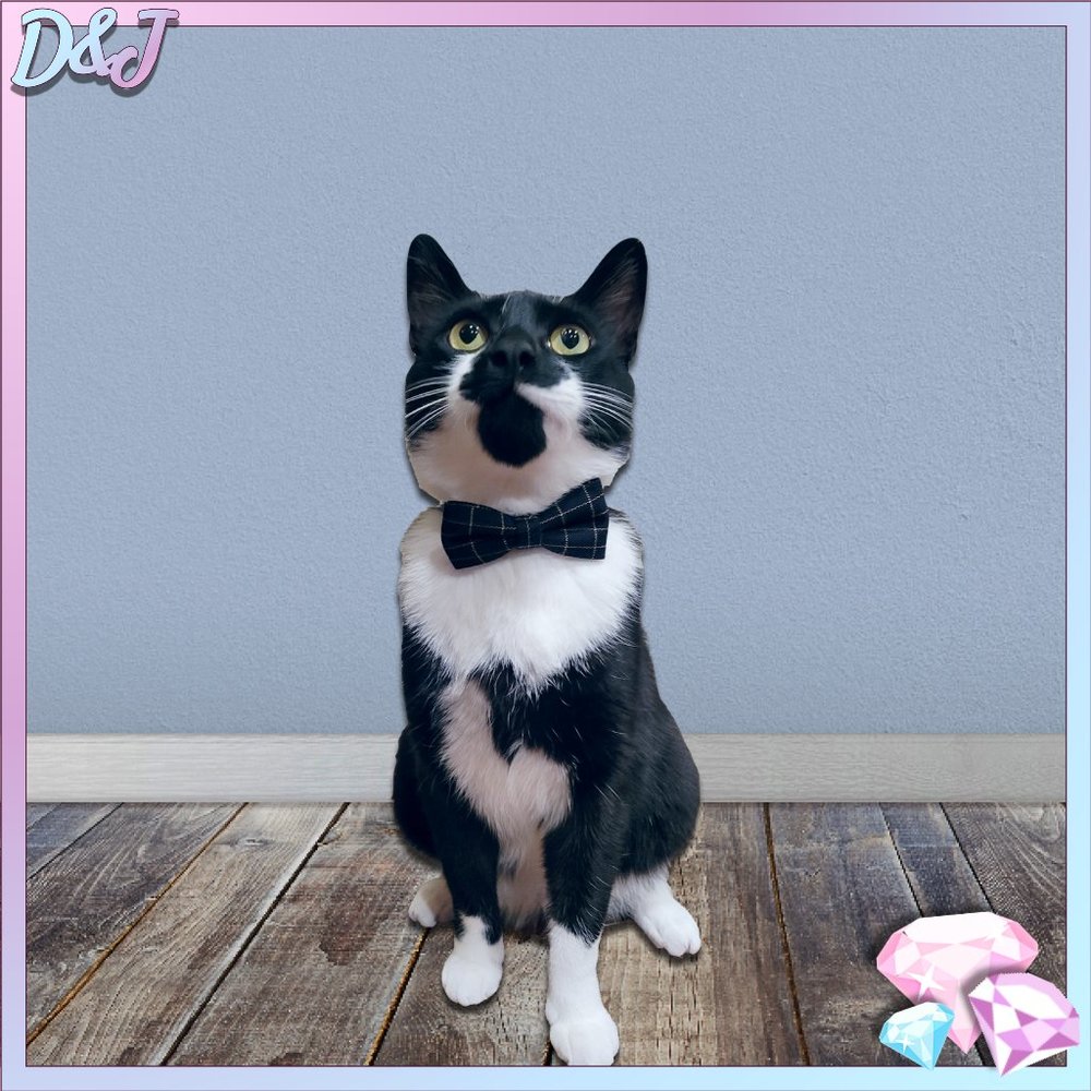 💎✨ Gentleman's Plaid Bow Tie Collar